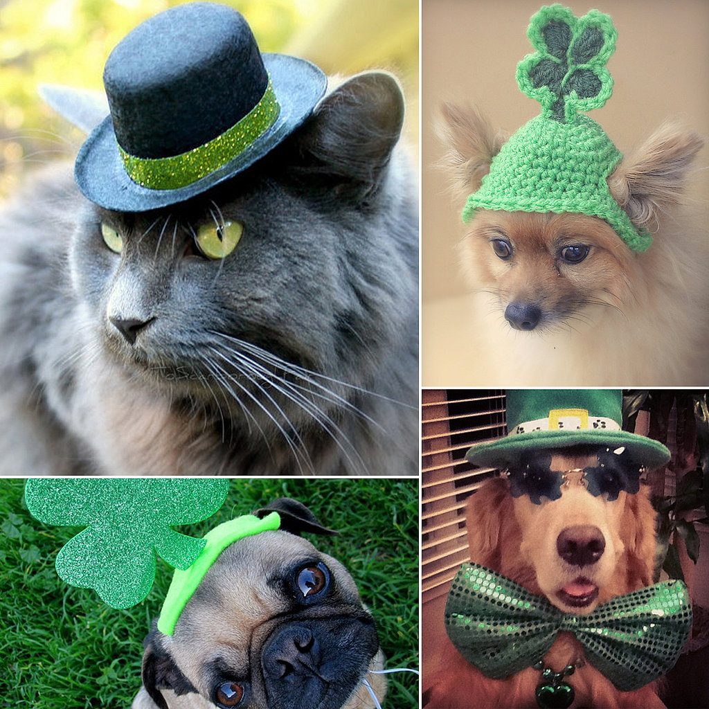 St-Patrick-Day-Pets.jpg