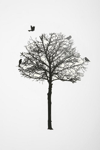 Silhouette Tree Wall Decal