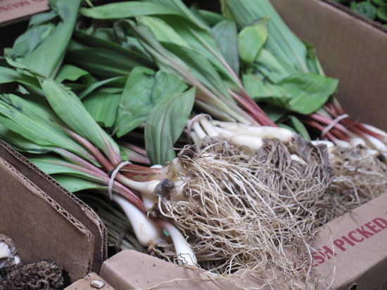 The Spring Food: Ramps The Spring Food: Ramps