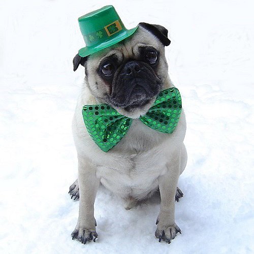Pug St. Patrick's Day