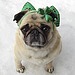 Cute Pug St. Patrick's Day Diva