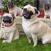 Pug Statue