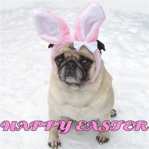 Cute Pug Bunny Happy Easter
