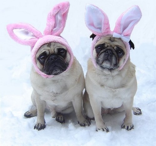 Cute Pug Bunnies