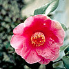 Camellia Oil For Face, Hair, and Body