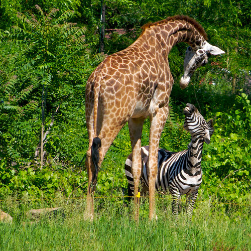 Size doesn't matter in this friendship — and neither does pattern!
Source: Flickr user TracerBullet999
Size doesn't matter in this friendship — and neither does pattern!
Source: Flickr user TracerBullet999