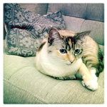 What to Do When Your Cat Is Sneezing