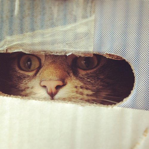 Peekaboo Peekaboo