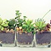 Terrarium Succulent Glass Planters Kit