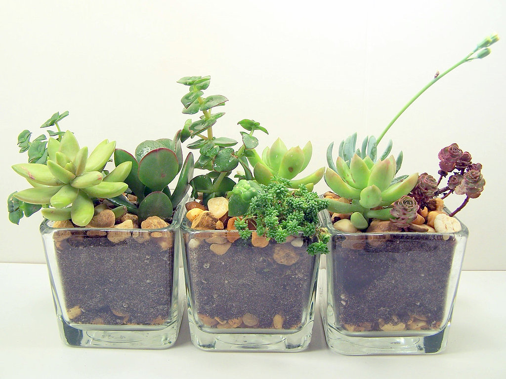 Terrarium Succulent Glass Planters Kit Terrarium Succulent Glass Planters Kit