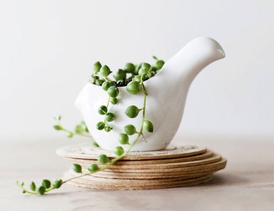 Birds of a Feather Terrarium Birds of a Feather Terrarium