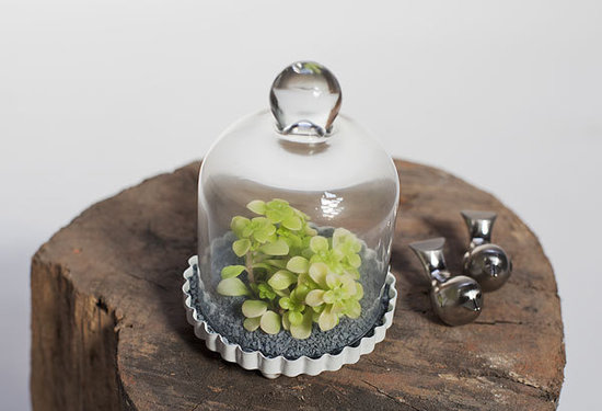 Glass Birdcage Terrarium Glass Birdcage Terrarium