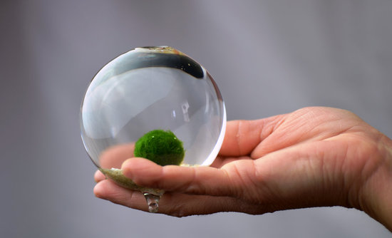 Japanese Moss Ball Japanese Moss Ball