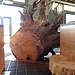 The Tree Experience