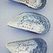 Oyster Shells