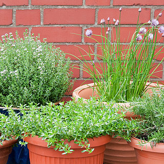 How to Plant an Herb Garden