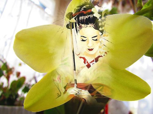 The Orchid
