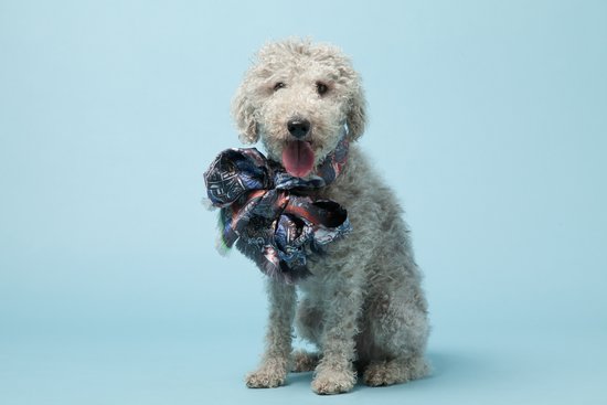 Wilfred, a Bedlington Terrier, with Ginny Litscher's Blue Silk Skulls Scarf ($465).
Photo courtesy of Avenue32.
Wilfred, a Bedlington Terrier, with Ginny Litscher's Blue Silk Skulls Scarf ($465).
Photo courtesy of Avenue32.
