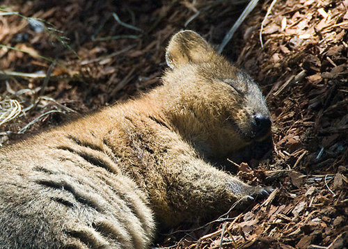 Quokkas even look like they're smiling when they're fast asleep!
Source: Tumblr user Let's Get Science-y
Quokkas even look like they're smiling when they're fast asleep!
Source: Tumblr user Let's Get Science-y