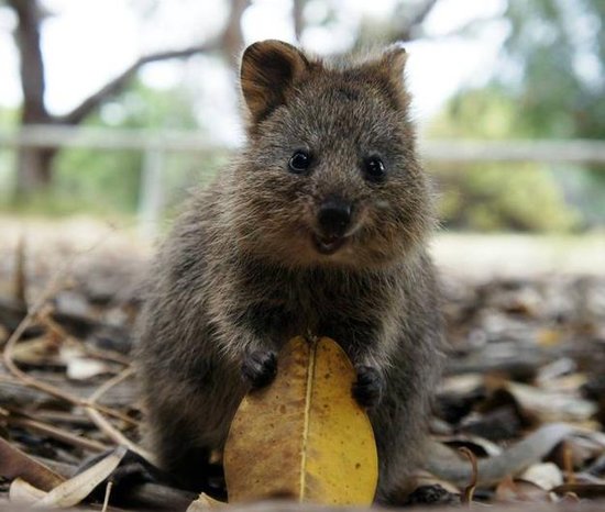 A quokka's diet consists of grasses, the leaves of small trees and shrubs, and succulent plants for moisture when water is scarce.
Source: Tumblr user Right as Rain
A quokka's diet consists of grasses, the leaves of small trees and shrubs, and succulent plants for moisture when water is scarce.
Source: Tumblr user Right as Rain