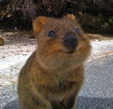 What Is a Quokka? What Is a Quokka?