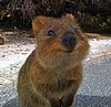 What Is a Quokka?
