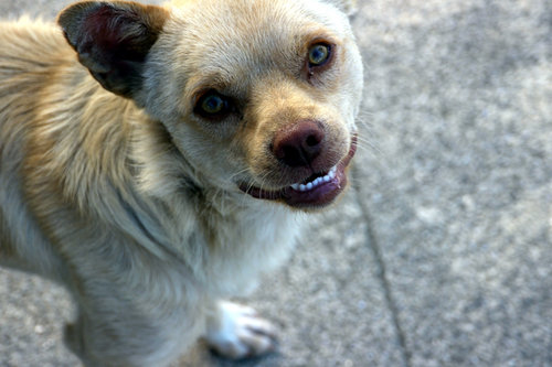 This pooch has lots to grin about.
Source: Flickr user zebarnabe
This pooch has lots to grin about.
Source: Flickr user zebarnabe