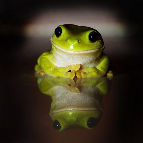 Nothing better than a smiling froggy.
Source: Flickr user Samuel Sharpe
Nothing better than a smiling froggy.
Source: Flickr user Samuel Sharpe