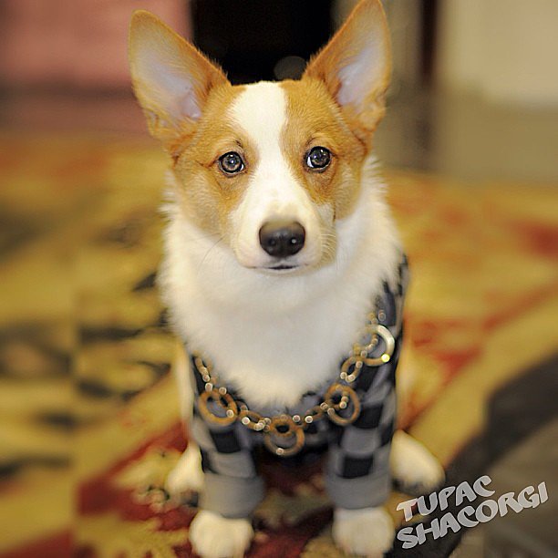 Hey, hey! It's everyone's favorite hip-hop dog, Tupac Shacorgi. He's been keepin' it real since the last time we saw him.
Source: Instagram user tupacshacorgi
Hey, hey! It's everyone's favorite hip-hop dog, Tupac Shacorgi. He's been keepin' it real since the last time we saw him.
Source: Instagram user tupacshacorgi