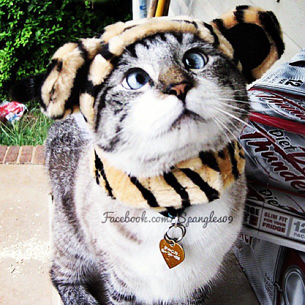 You may already know Spangles, but if you don't, then get to know this adorably cross-eyed cat with a penchant for costumes.
Source: Instagram user spangles09
You may already know Spangles, but if you don't, then get to know this adorably cross-eyed cat with a penchant for costumes.
Source: Instagram user spangles09