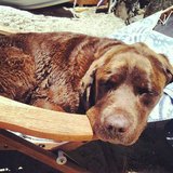 Cute Pet Pictures on Instagram