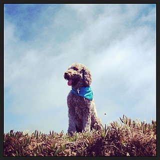 Pet of the Week: Labradoodle