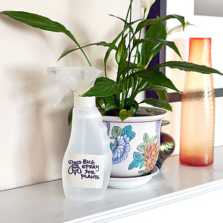 Eco-Friendly Bug Spray For Plants