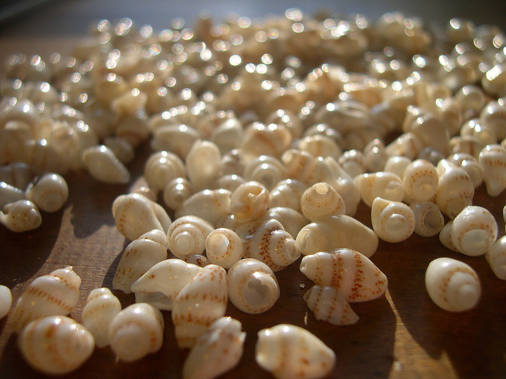 Craft With Seashells Craft With Seashells