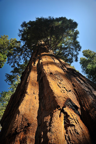 Sequoia Sequoia