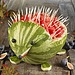 A Friendly Hedgehog