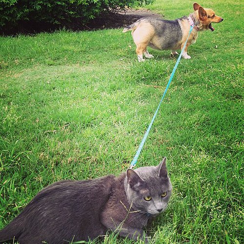Who's Walking Who? Who's Walking Who?