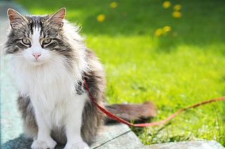 Cats on Leashes