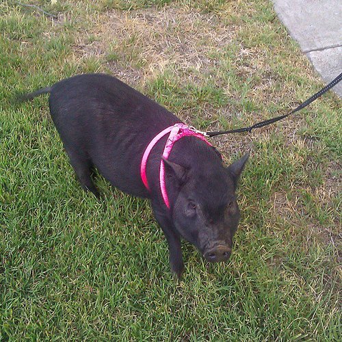 Happy Pig Happy Pig