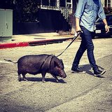 Pigs on Leashes Pigs on Leashes