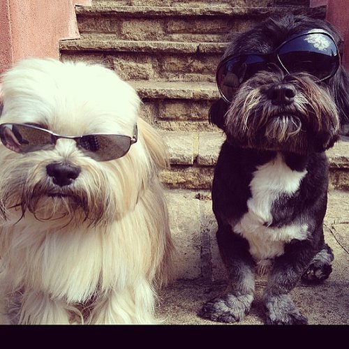 We're So Cool We're So Cool