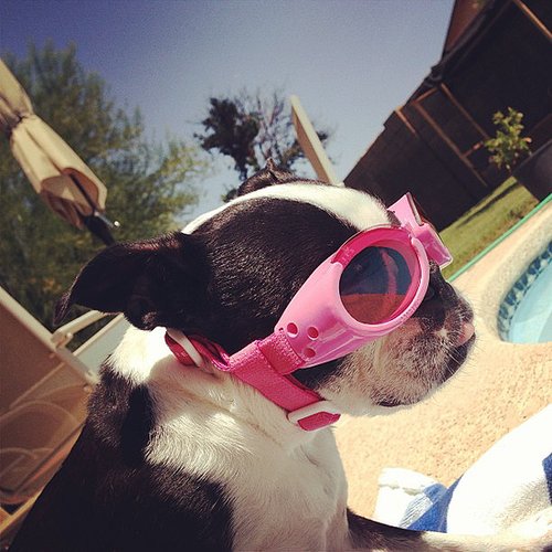 Hot Dog Hot Dog