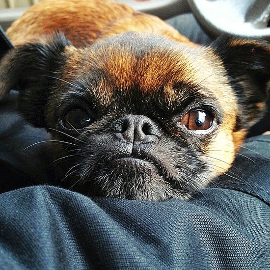 This is Biggie. He likes hip-hop, and while his idol is the Notorious B.I.G., naturally, we're guessing he probably also likes Snoop Lion (formerly known as Snoop Dogg). #YouDontLoveMeYouJustLoveMyDoggyStyle
Source: Instagram user biggie_griffon
This is Biggie. He likes hip-hop, and while his idol is the Notorious B.I.G., naturally, we're guessing he probably also likes Snoop Lion (formerly known as Snoop Dogg). #YouDontLoveMeYouJustLoveMyDoggyStyle
Source: Instagram user biggie_griffon