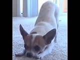 Video of Dog Doing Yoga Video of Dog Doing Yoga