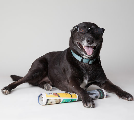 Smart Dogs Wearing Glasses Smart Dogs Wearing Glasses