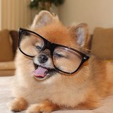 Dogs Wearing Glasses Dogs Wearing Glasses