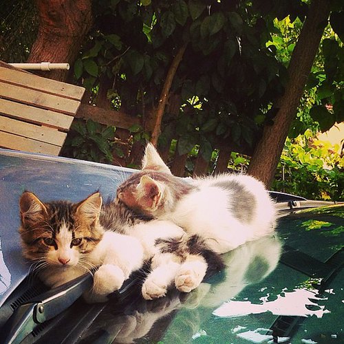 Car Cats Car Cats