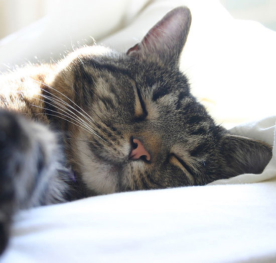 Cuddle Up With These Sleepy Kitties Cuddle Up With These Sleepy Kitties