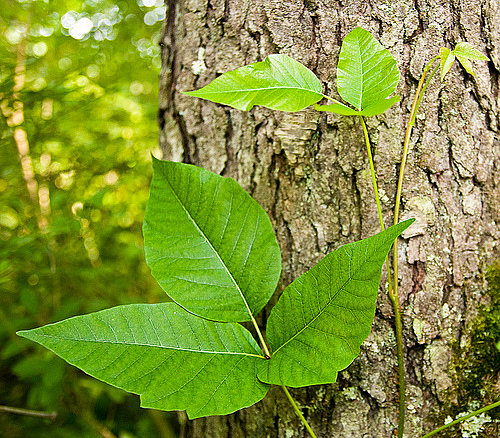 Poison Ivy Remedies Poison Ivy Remedies