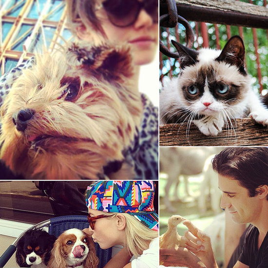 Sunshine and Snuggles Between Celebs and Animals Sunshine and Snuggles Between Celebs and Animals